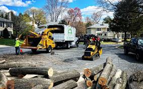 How Our Tree Care Process Works  in  Dahlgren, VA