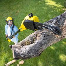 Best Tree Disease Treatment  in Dahlgren, VA