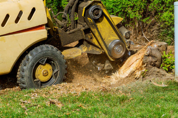 Best Mulching Services  in Dahlgren, VA