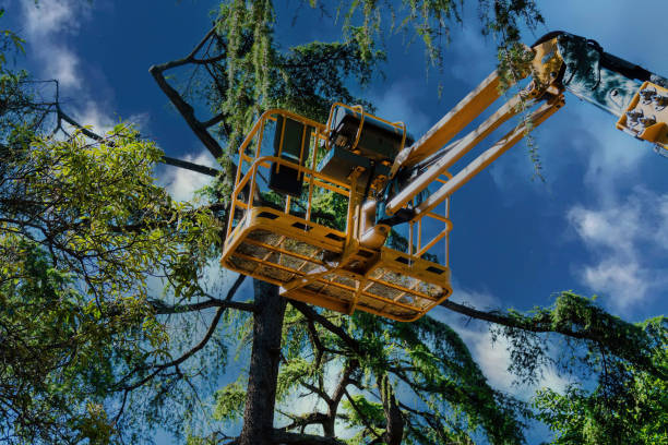 Dahlgren, VA Tree Services Company