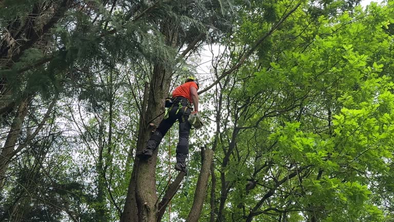 Best Leaf Removal  in Dahlgren, VA