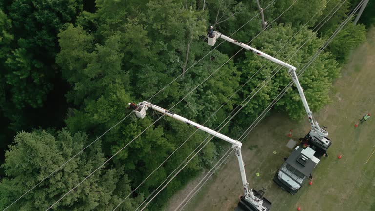 Best Tree Removal  in Dahlgren, VA