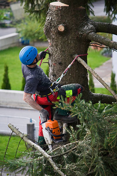 Best Utility Line Clearance  in Dahlgren, VA