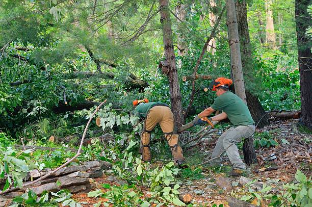 Best Tree and Shrub Care  in Dahlgren, VA