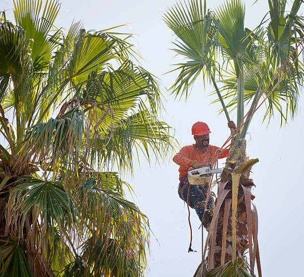 Best Storm Damage Tree Cleanup  in Dahlgren, VA