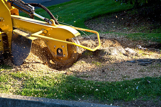 Best Aeration Services  in Dahlgren, VA