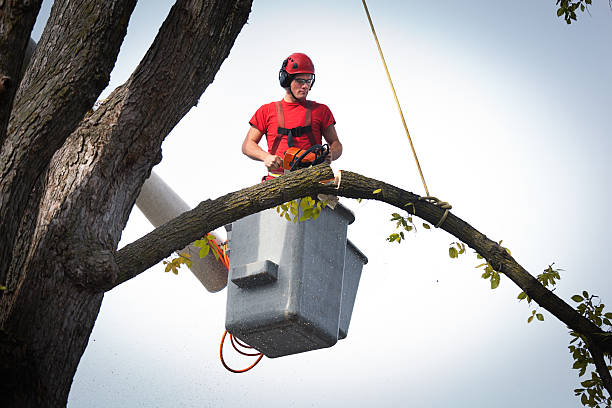 Best Stump Grinding and Removal  in Dahlgren, VA