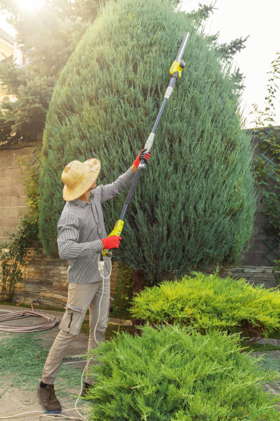 Lawn Renovation and Restoration in Dahlgren, VA