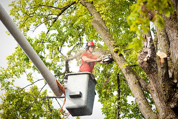 Best Tree Mulching  in Dahlgren, VA