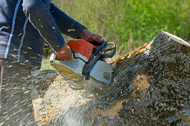 Best Tree Risk Assessment  in Dahlgren, VA