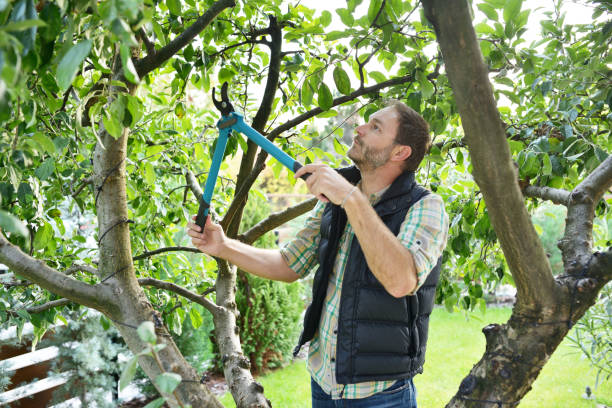Best Tree Maintenance Programs  in Dahlgren, VA